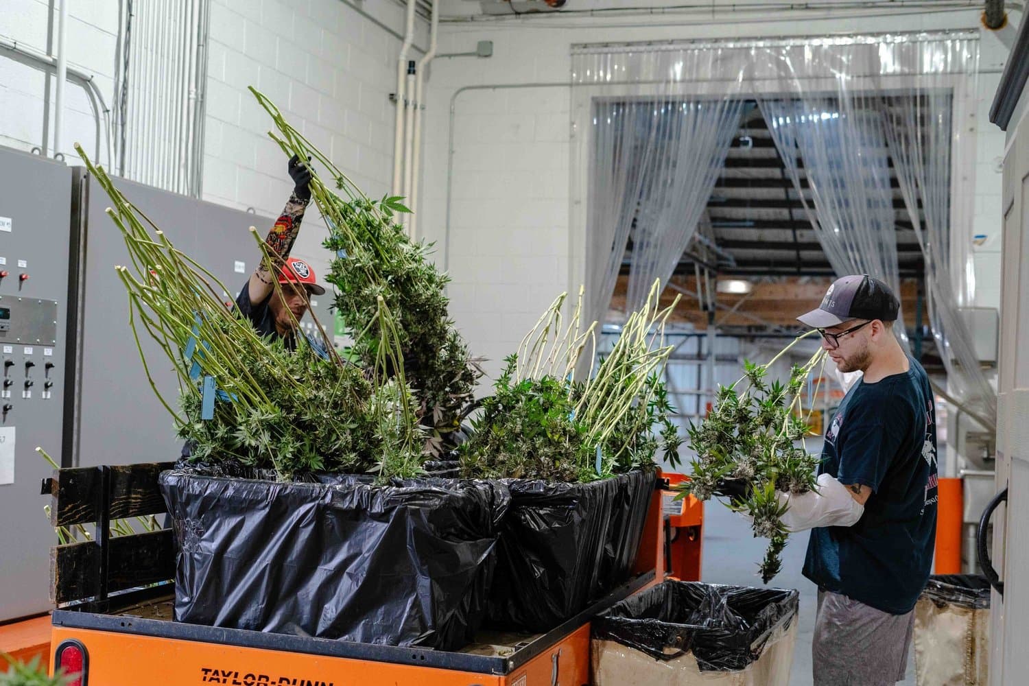 7 Points facility workers tending plants