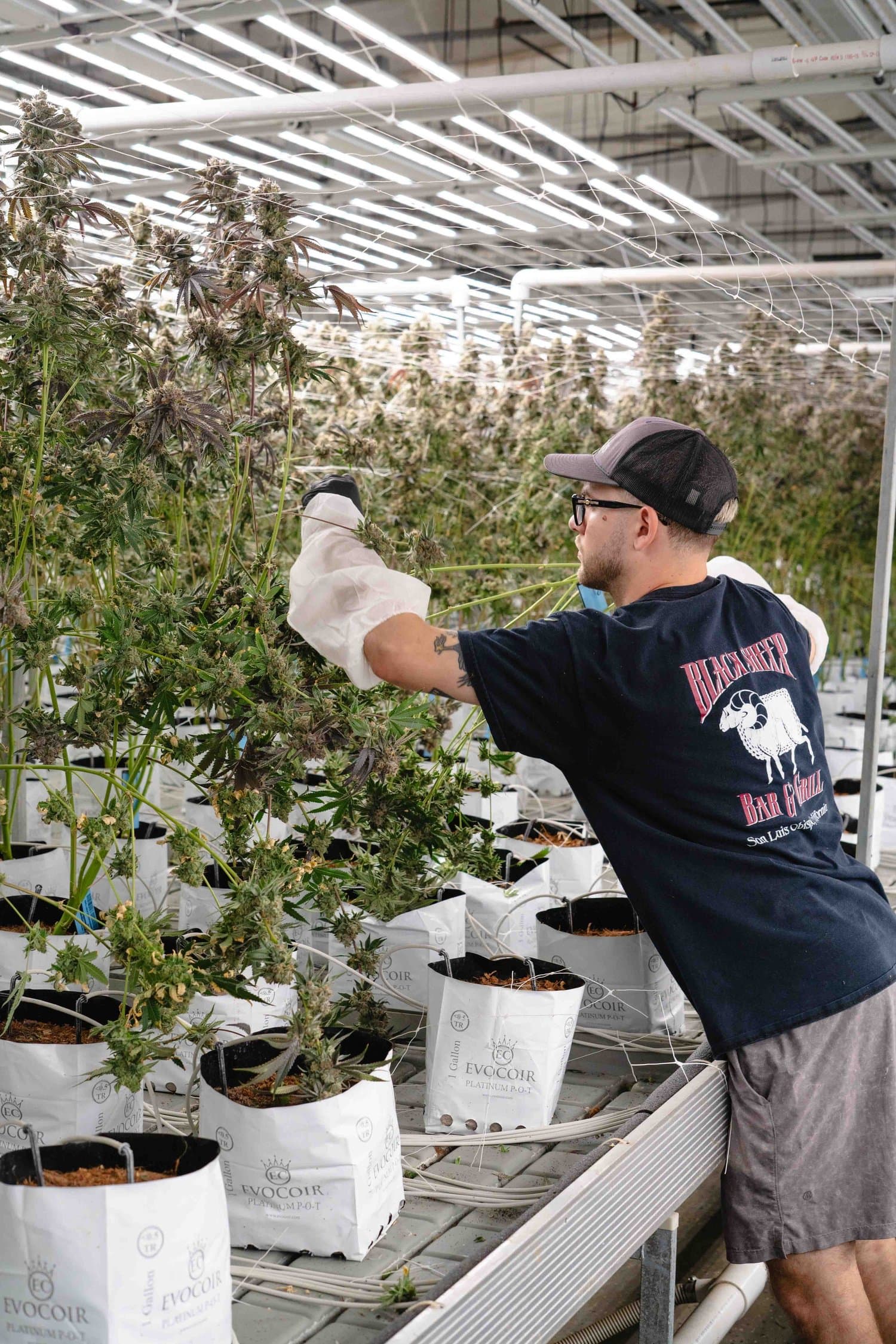 Cultivation team member working in a 7 Points grow room