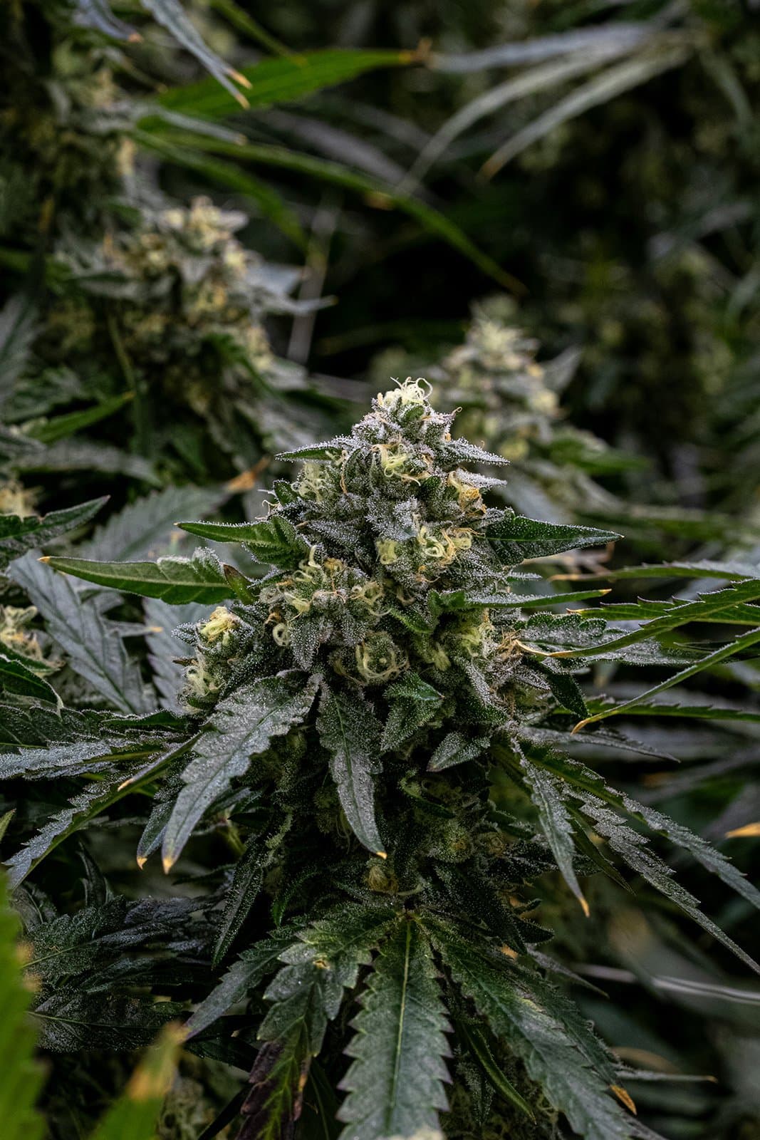 A frosty macro shot of indoor cannabis flower grown at 7 Points